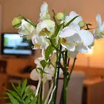 Hotel Concorde Viktoria Kronberg im Taunus
